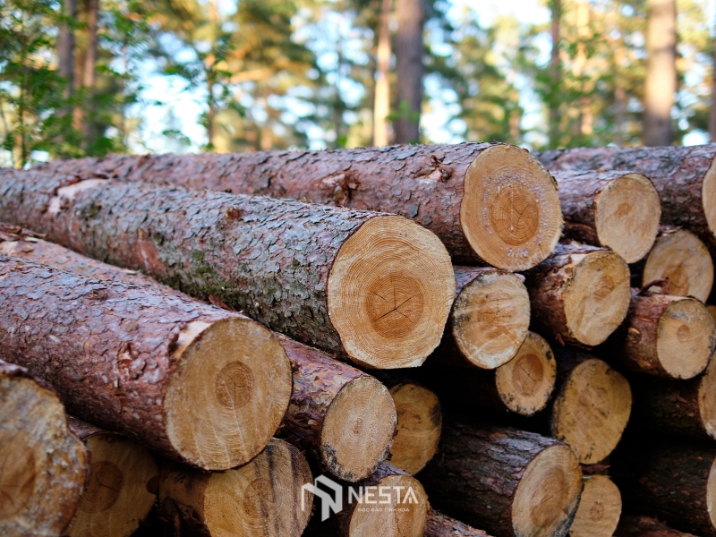 Gỗ óc chó là gì? Tất tần tật về loại gỗ thượng lưu trong giới nội thất